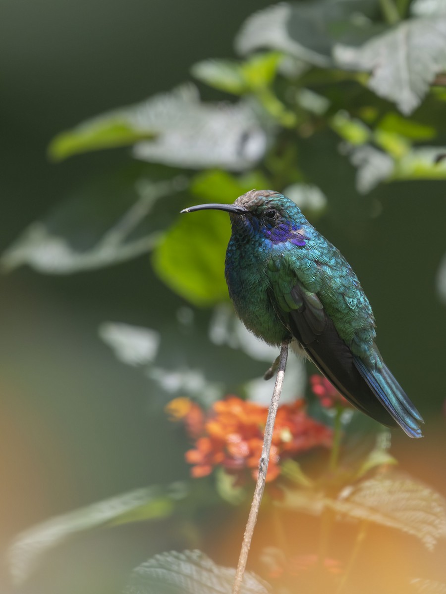 Colibrí Oreja Violeta Mexicano - ML621885930