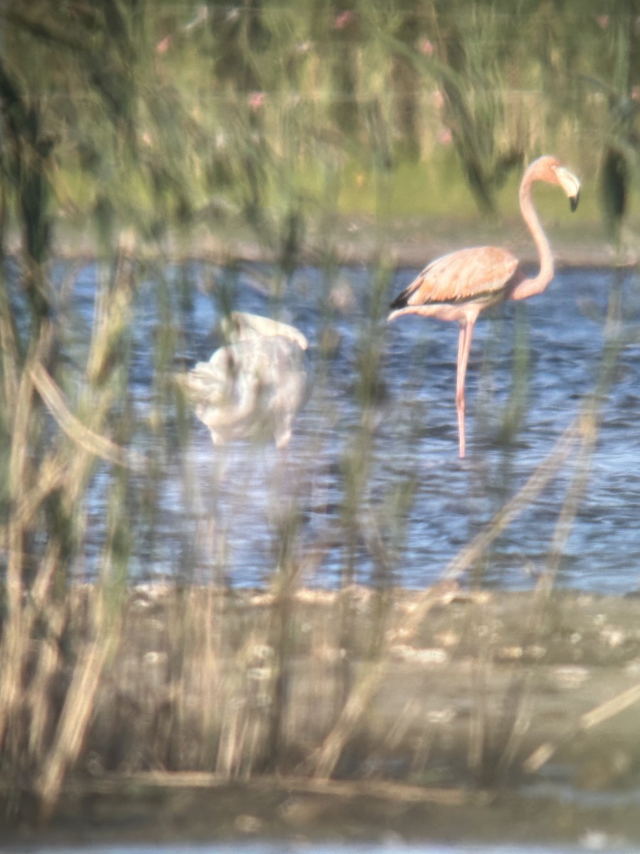 American Flamingo - ML621885932