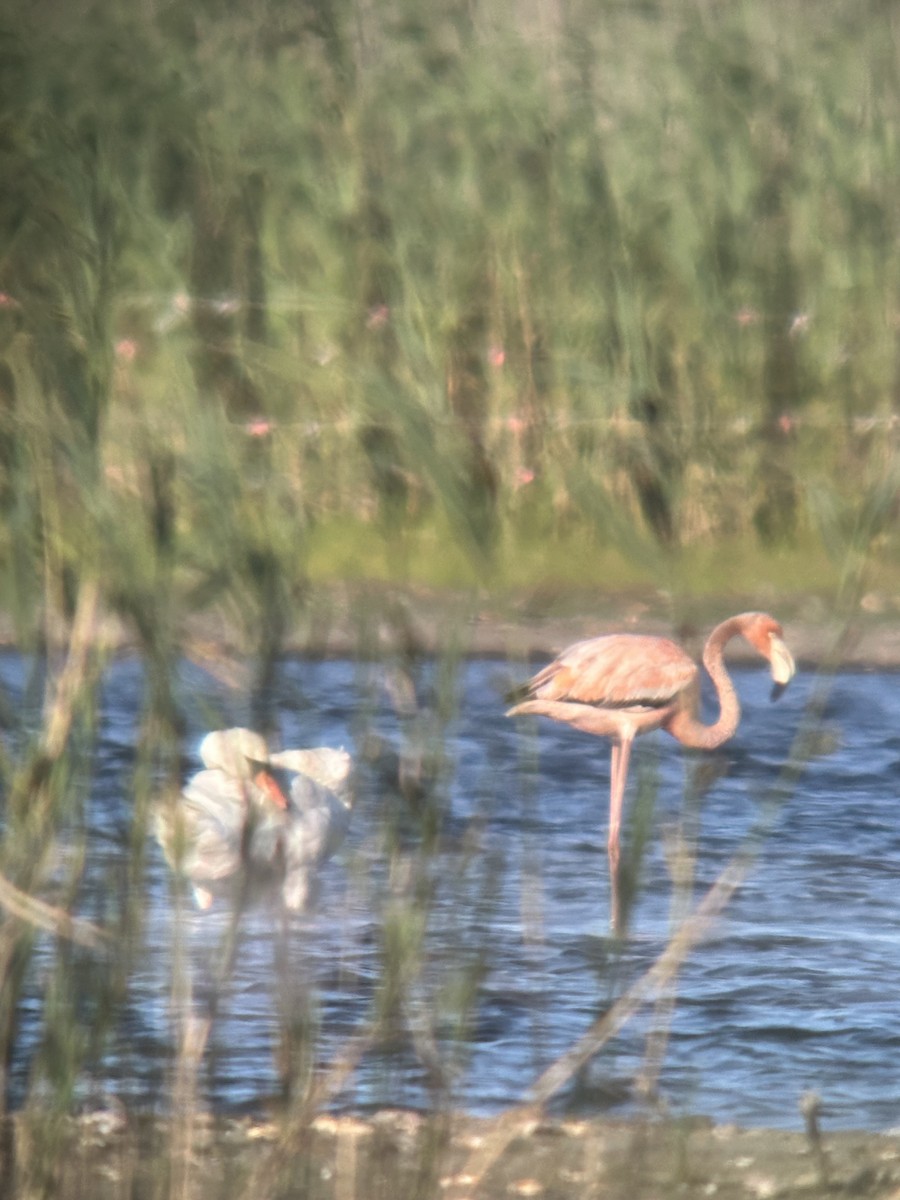 American Flamingo - ML621885933