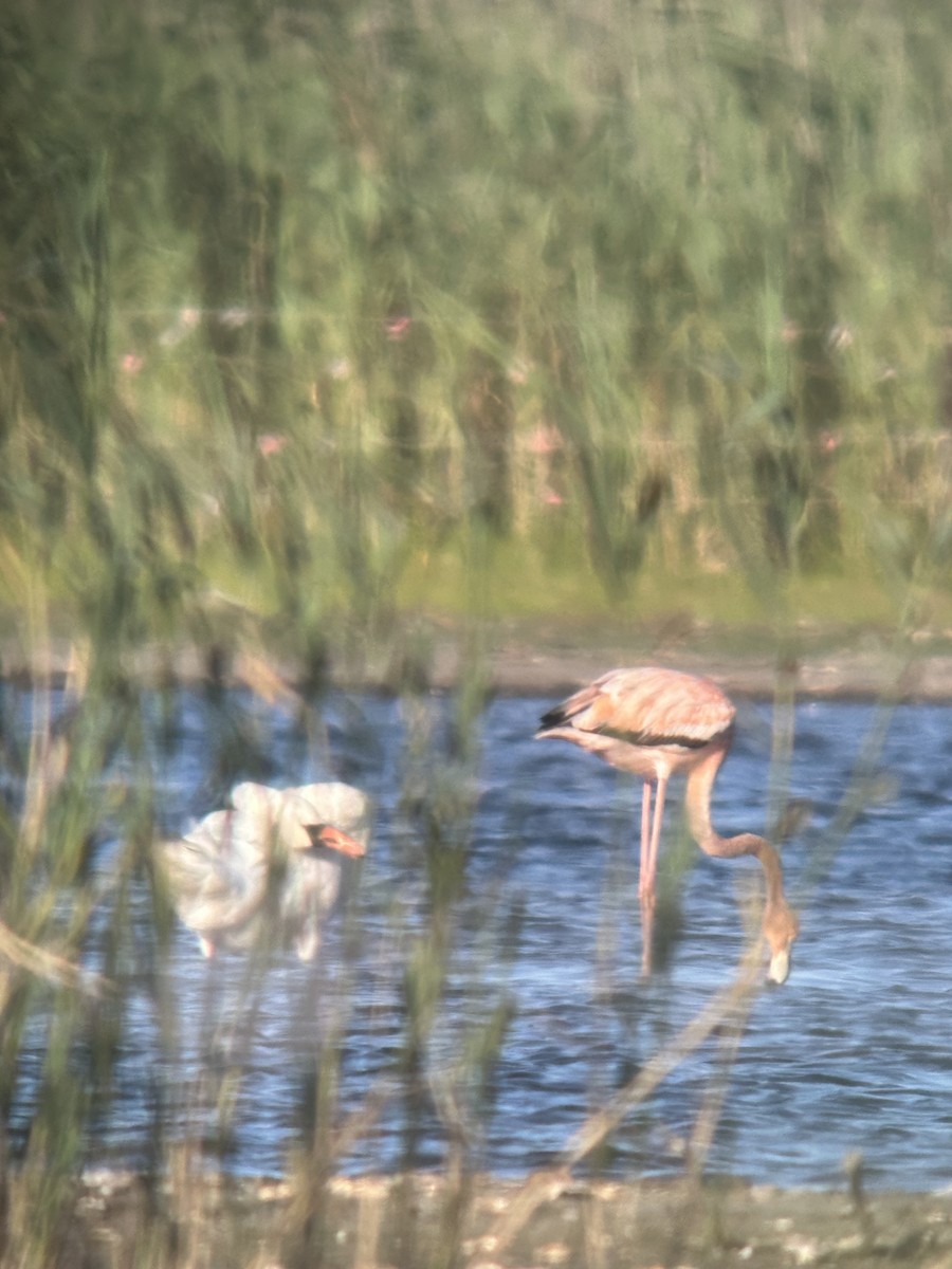 American Flamingo - ML621885935