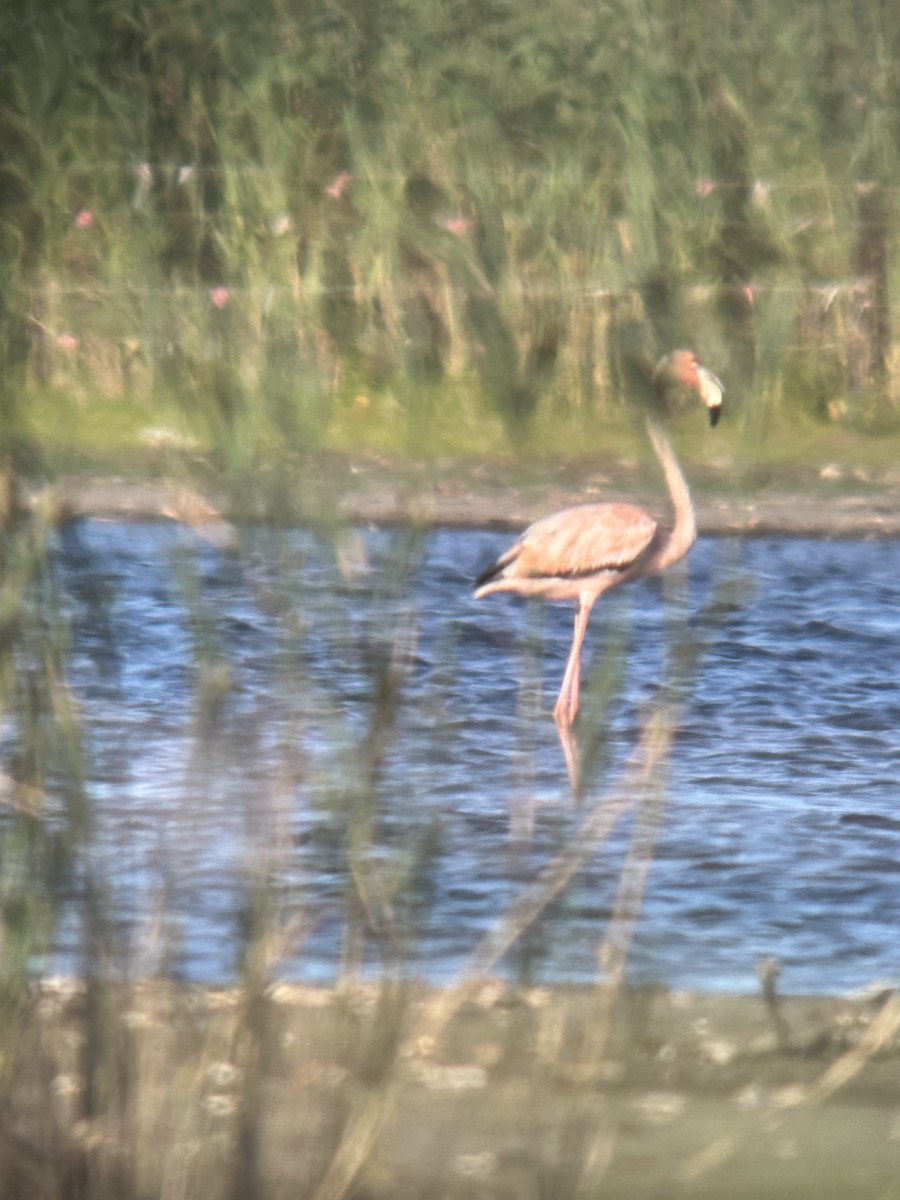 American Flamingo - ML621885936