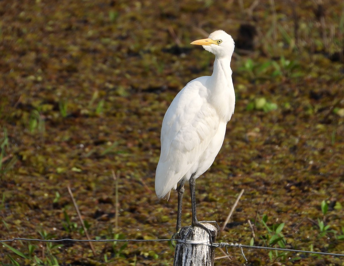 Чапля єгипетська (підвид ibis) - ML621885937