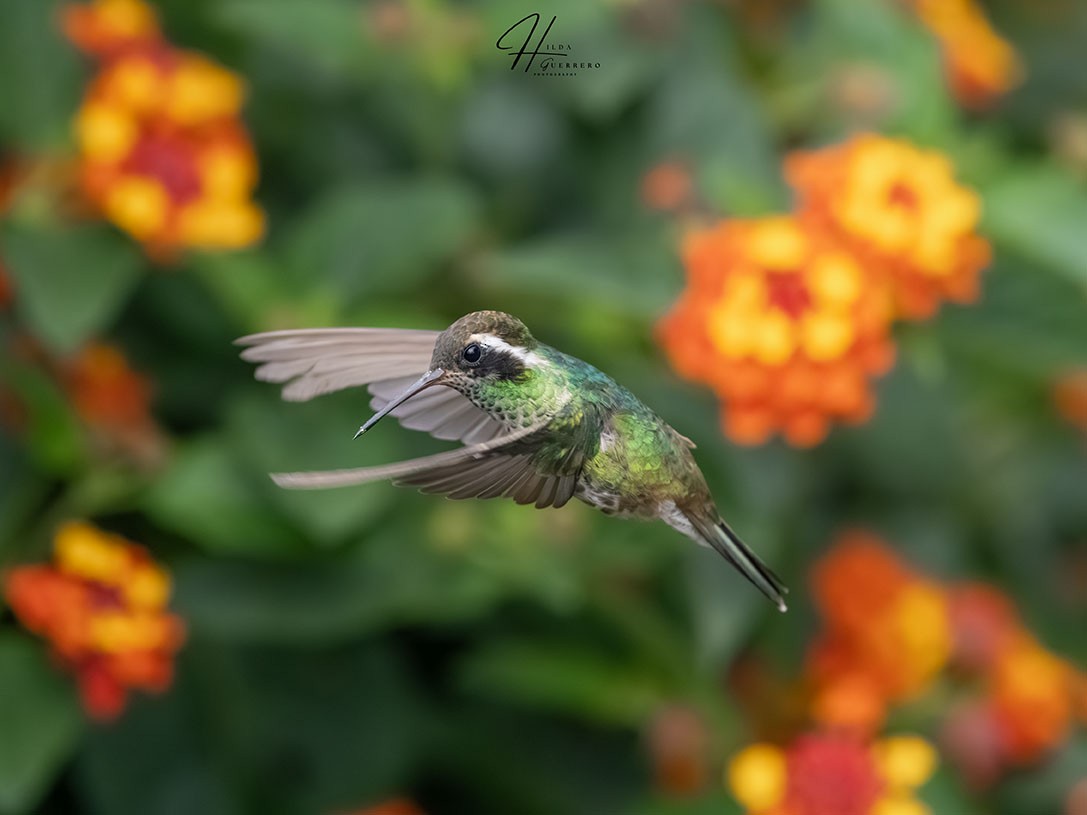 White-eared Hummingbird - ML621885938