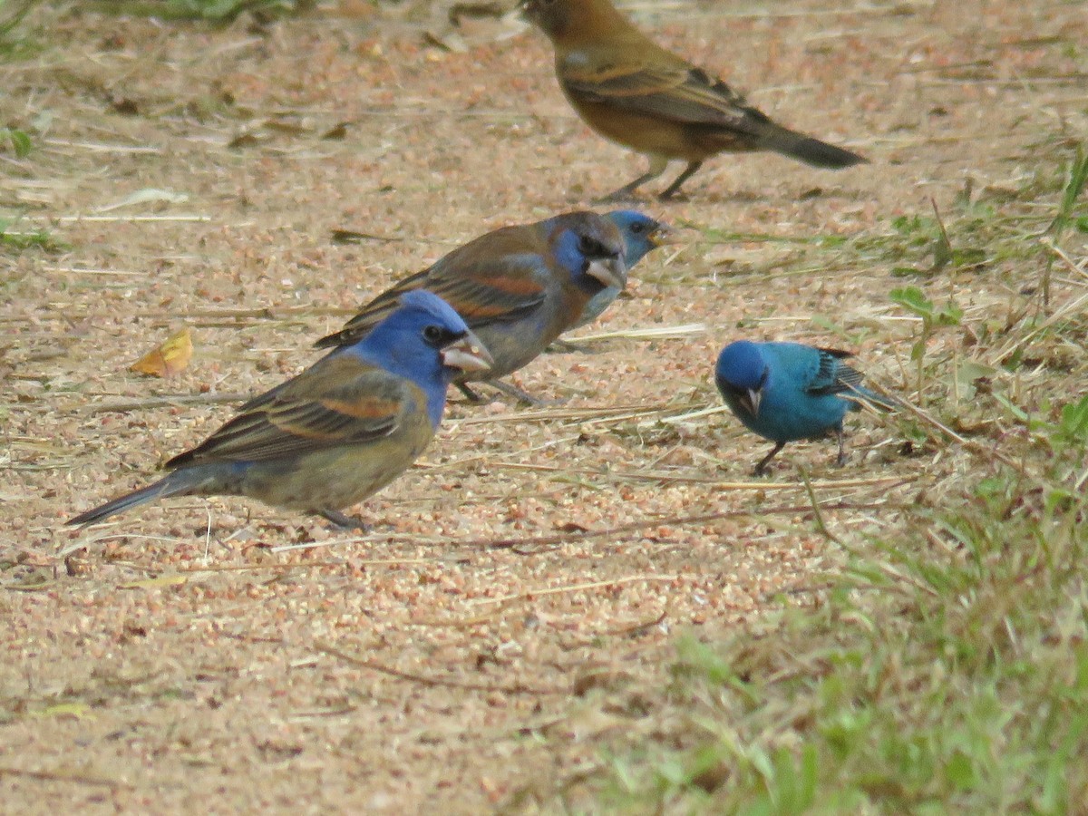 Blue Grosbeak - ML621885939