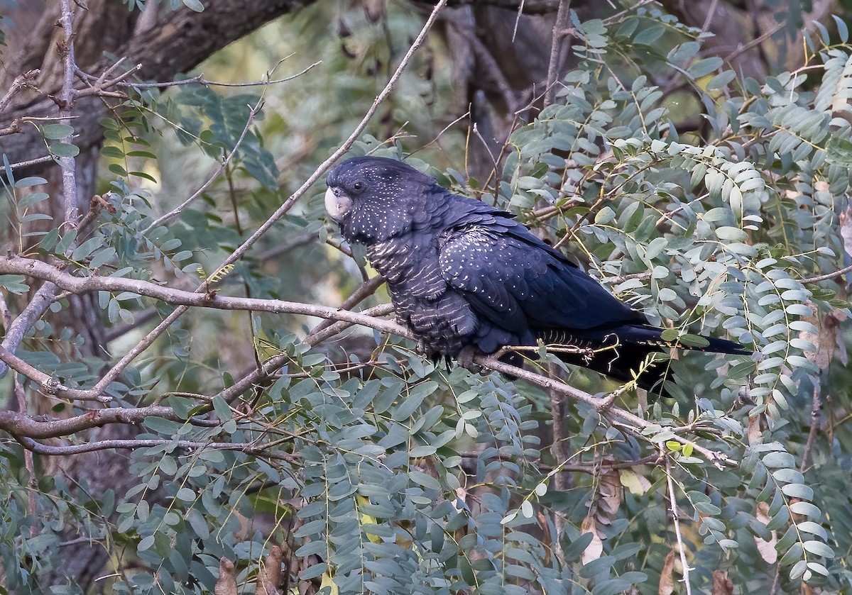 Red-tailed Black-Cockatoo - ML621885940