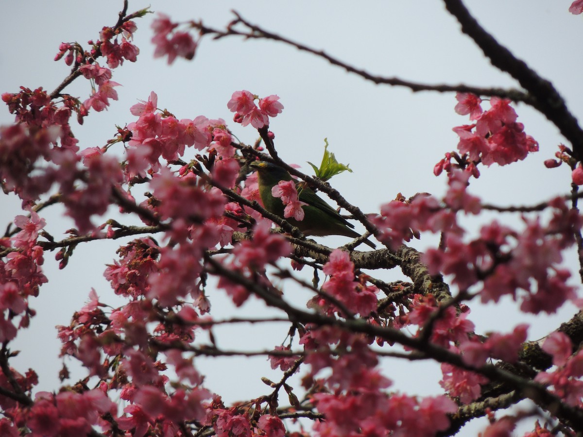 Blue Dacnis - ML621885941