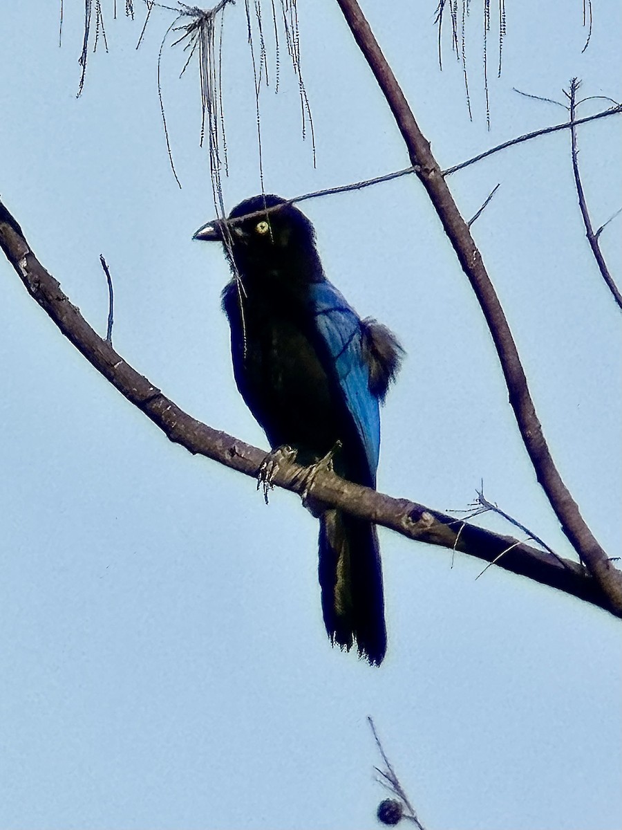 San Blas Jay - ML621885942