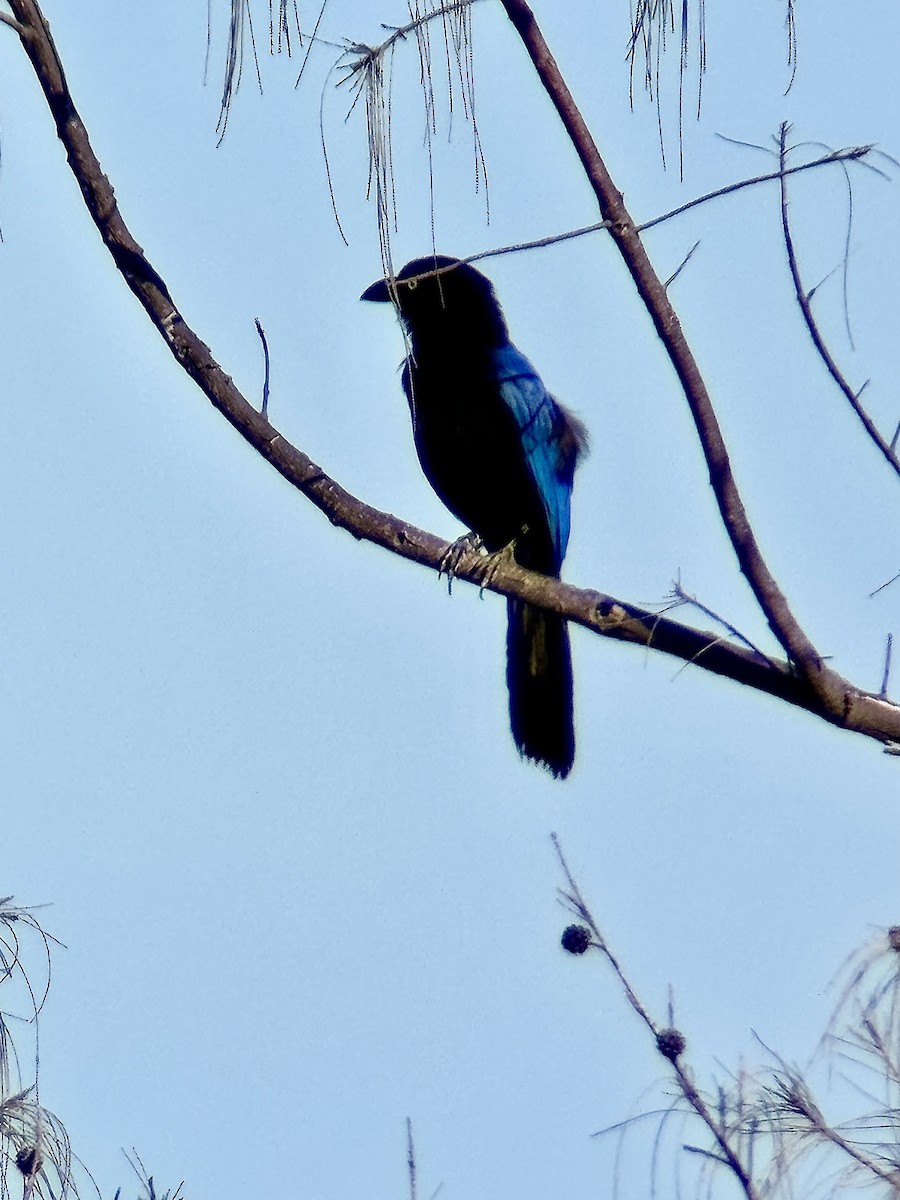 San Blas Jay - ML621885944