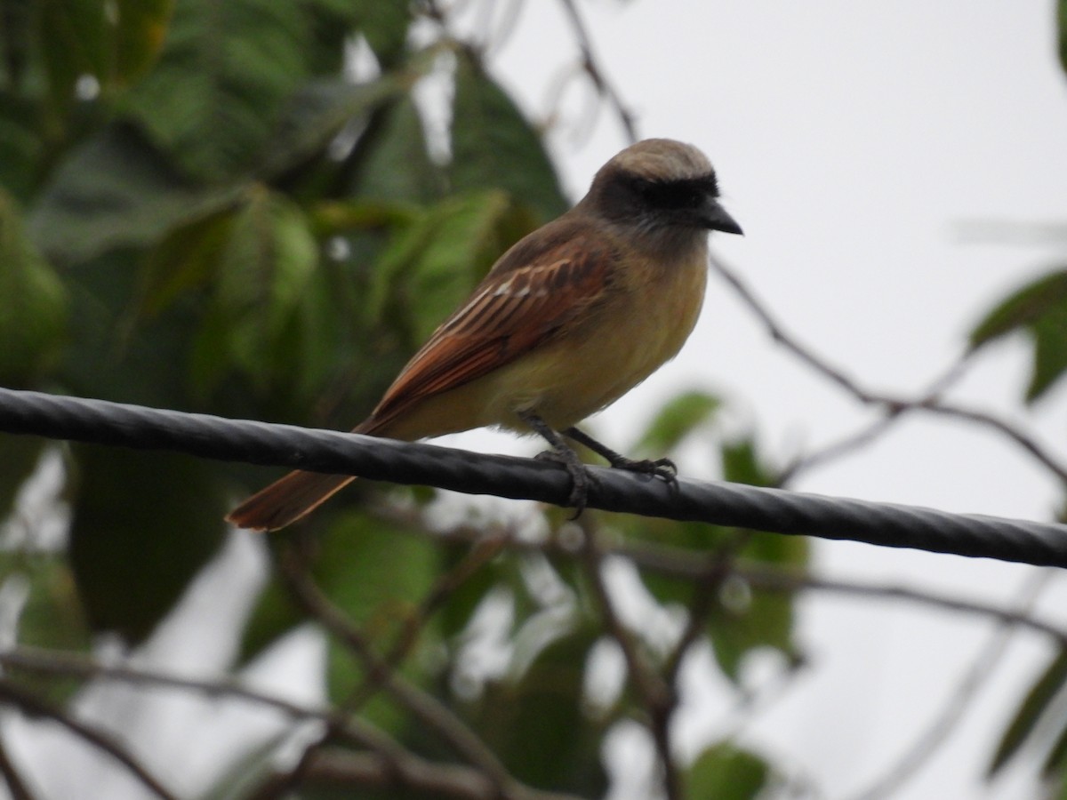 Baird's Flycatcher - ML621885945