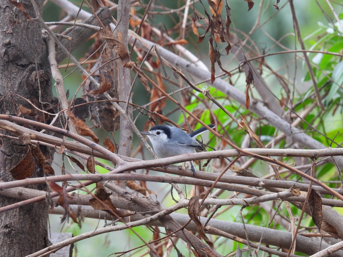 White-browed Gnatcatcher - ML621885947