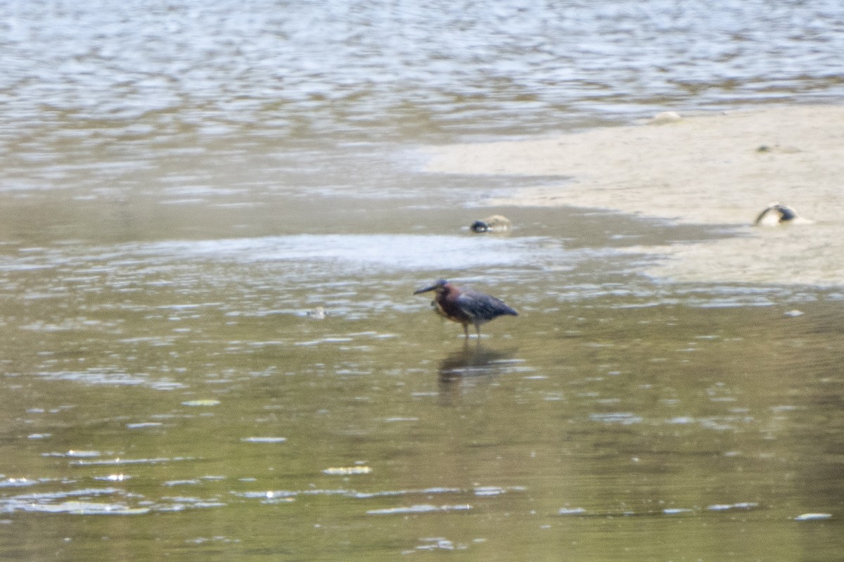 Green Heron - Steven Hunter