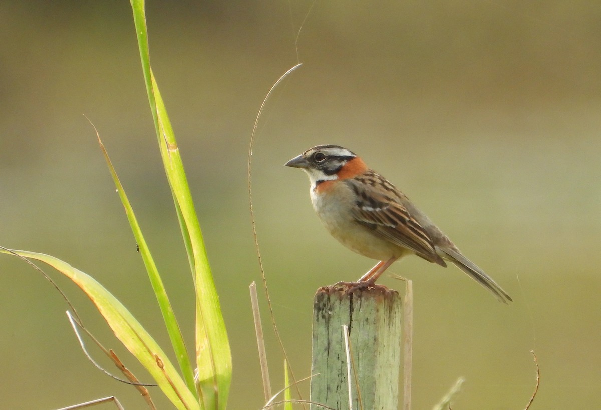 Rufous-collared Sparrow - ML621885953