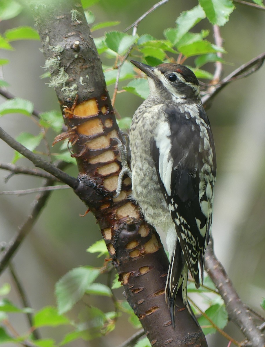 Red-naped Sapsucker - ML621885954