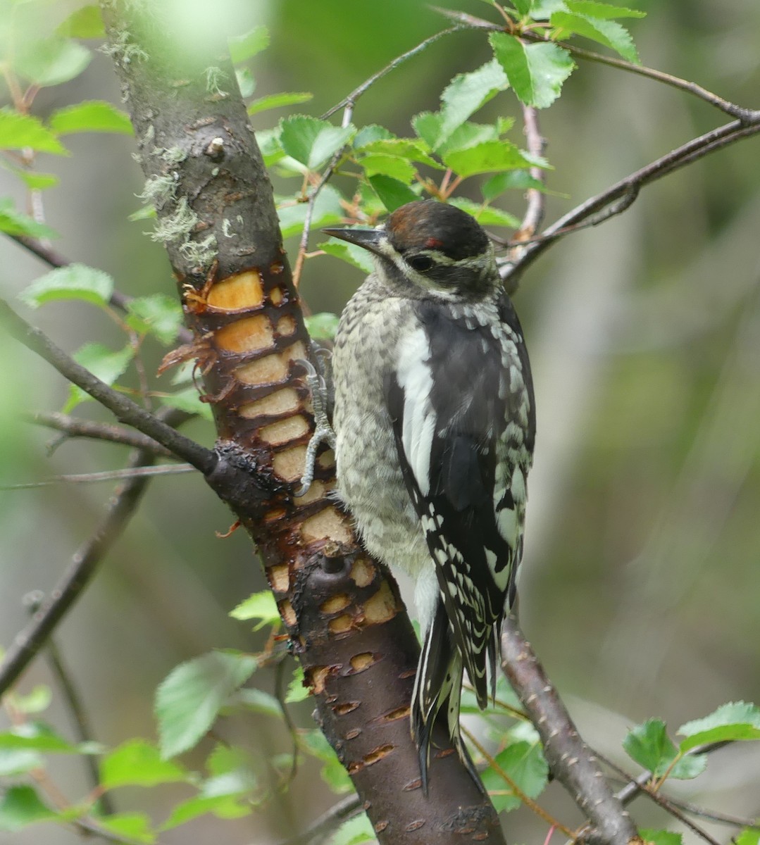 Red-naped Sapsucker - ML621885955