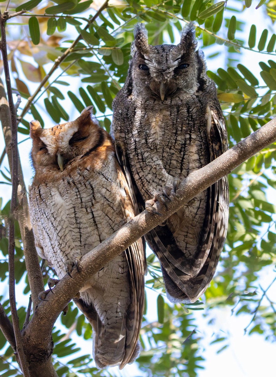 Tropical Screech-Owl - ML621885956