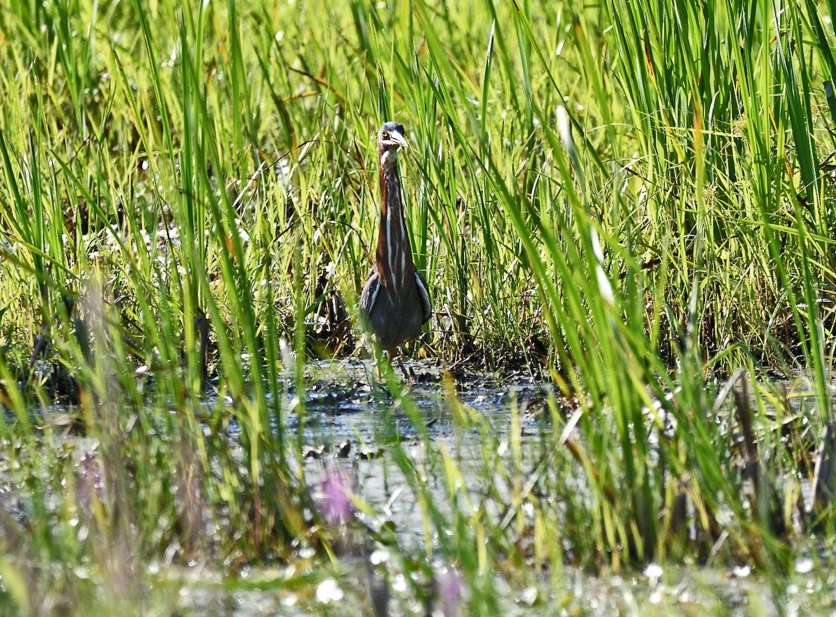 Green Heron - ML621885958