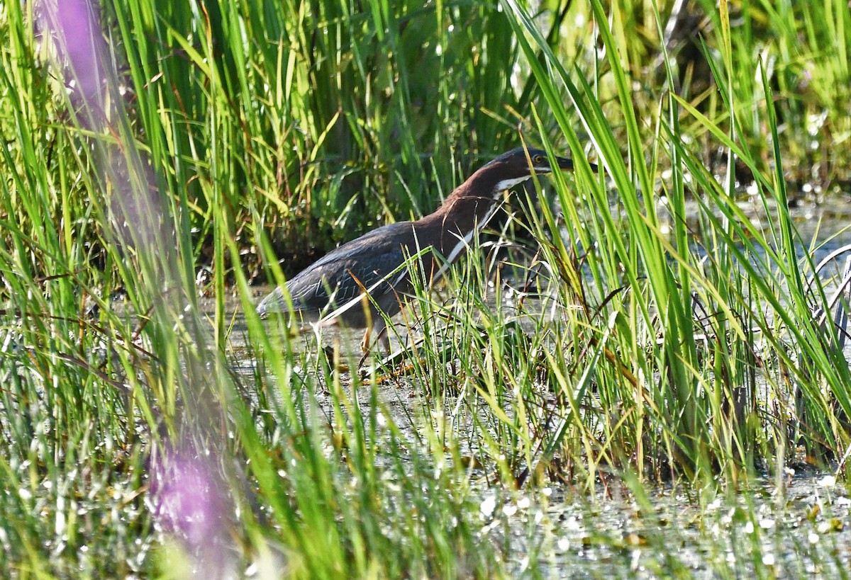 Green Heron - ML621885959