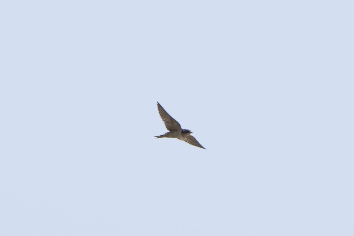 Barn Swallow - ML621885961
