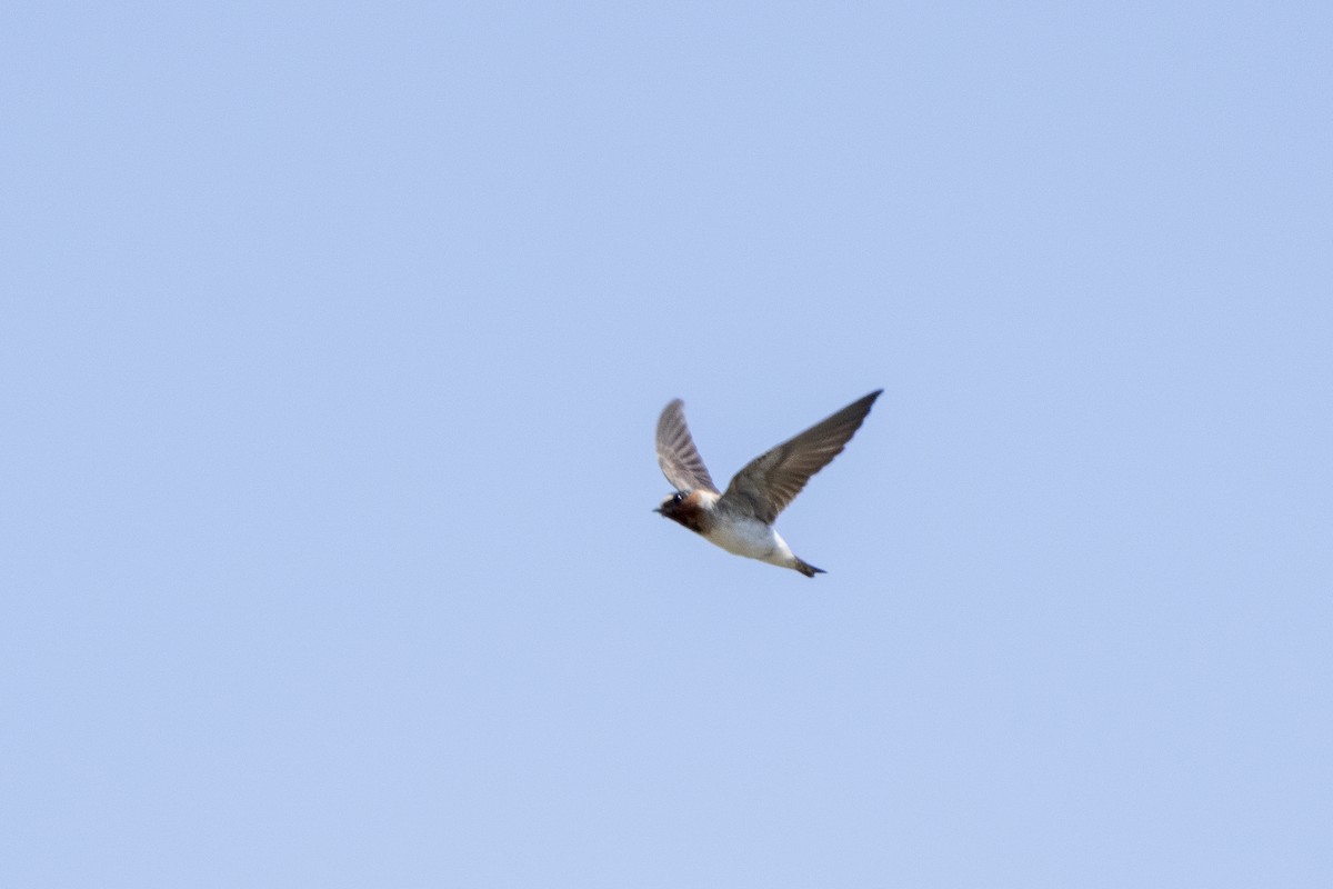 Cliff Swallow - Steven Hunter