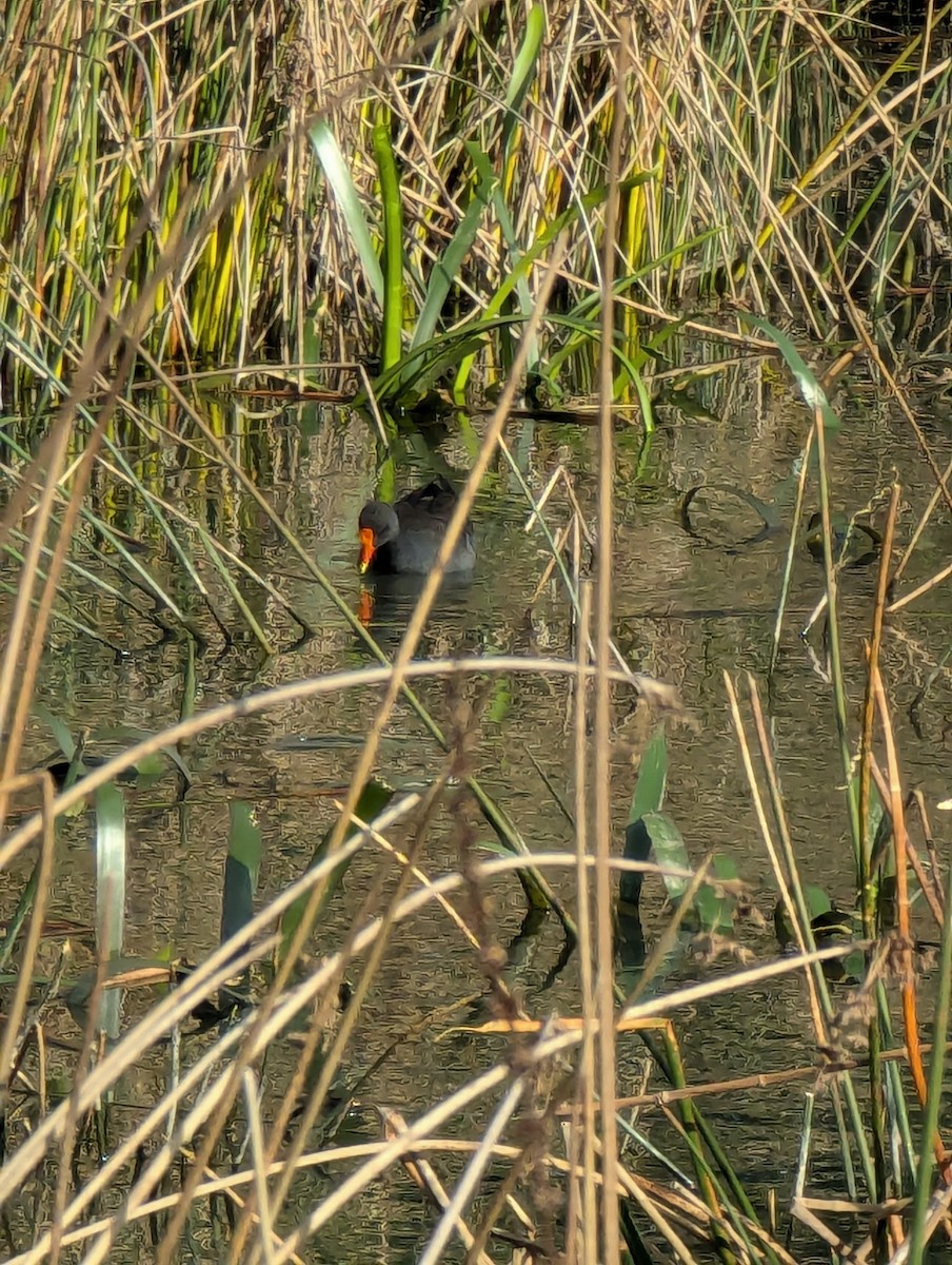 Dusky Moorhen - ML621885965