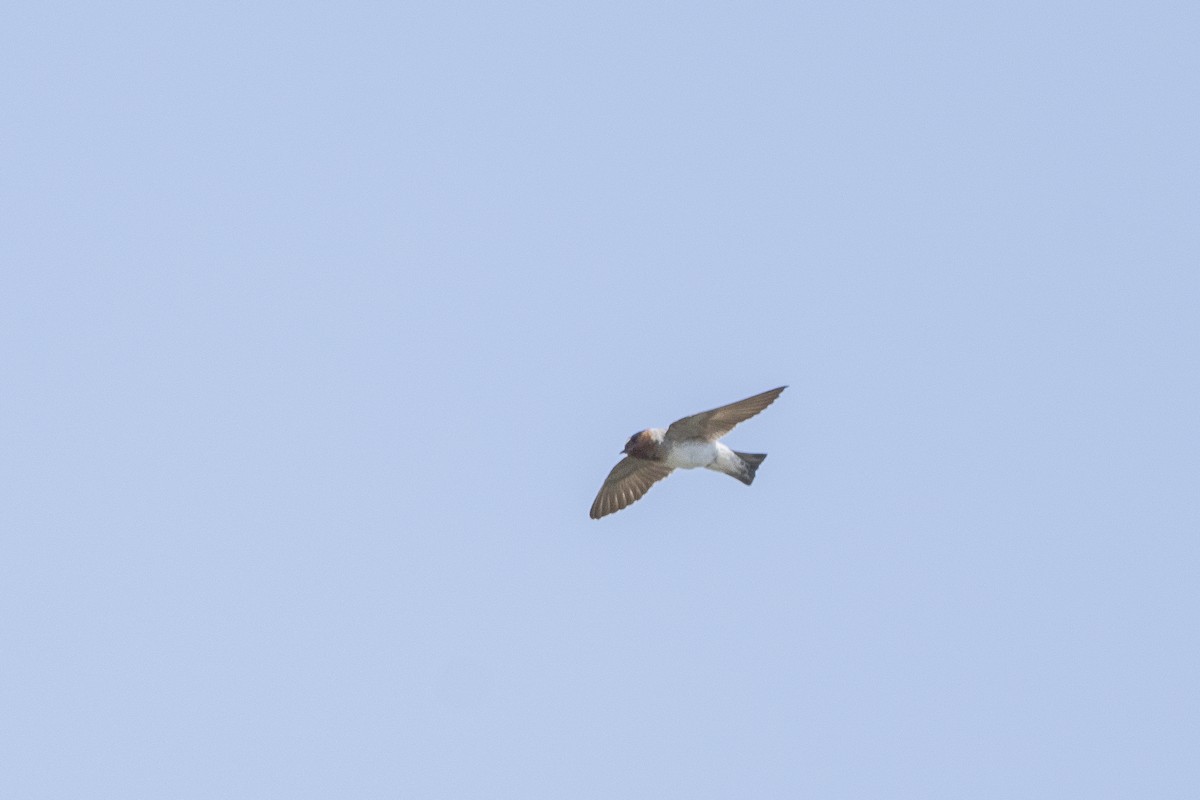 Cliff Swallow - ML621885971