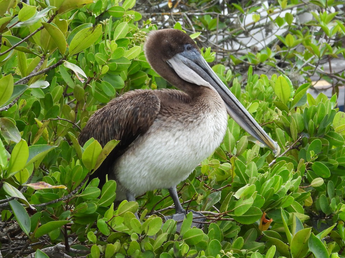 Brown Pelican (Galapagos) - ML621885972