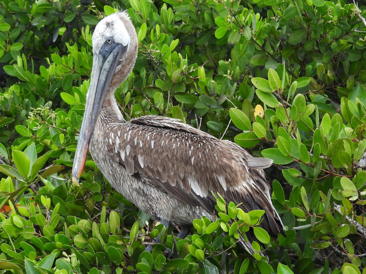 Brown Pelican (Galapagos) - ML621885973