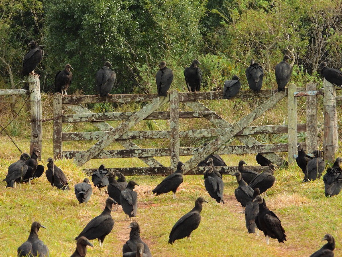 Black Vulture - ML621885976