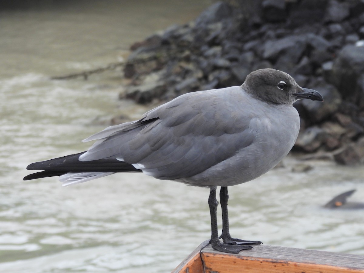 Lava Gull - ML621885977