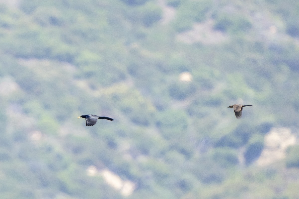 Great-tailed Grackle - ML621885978