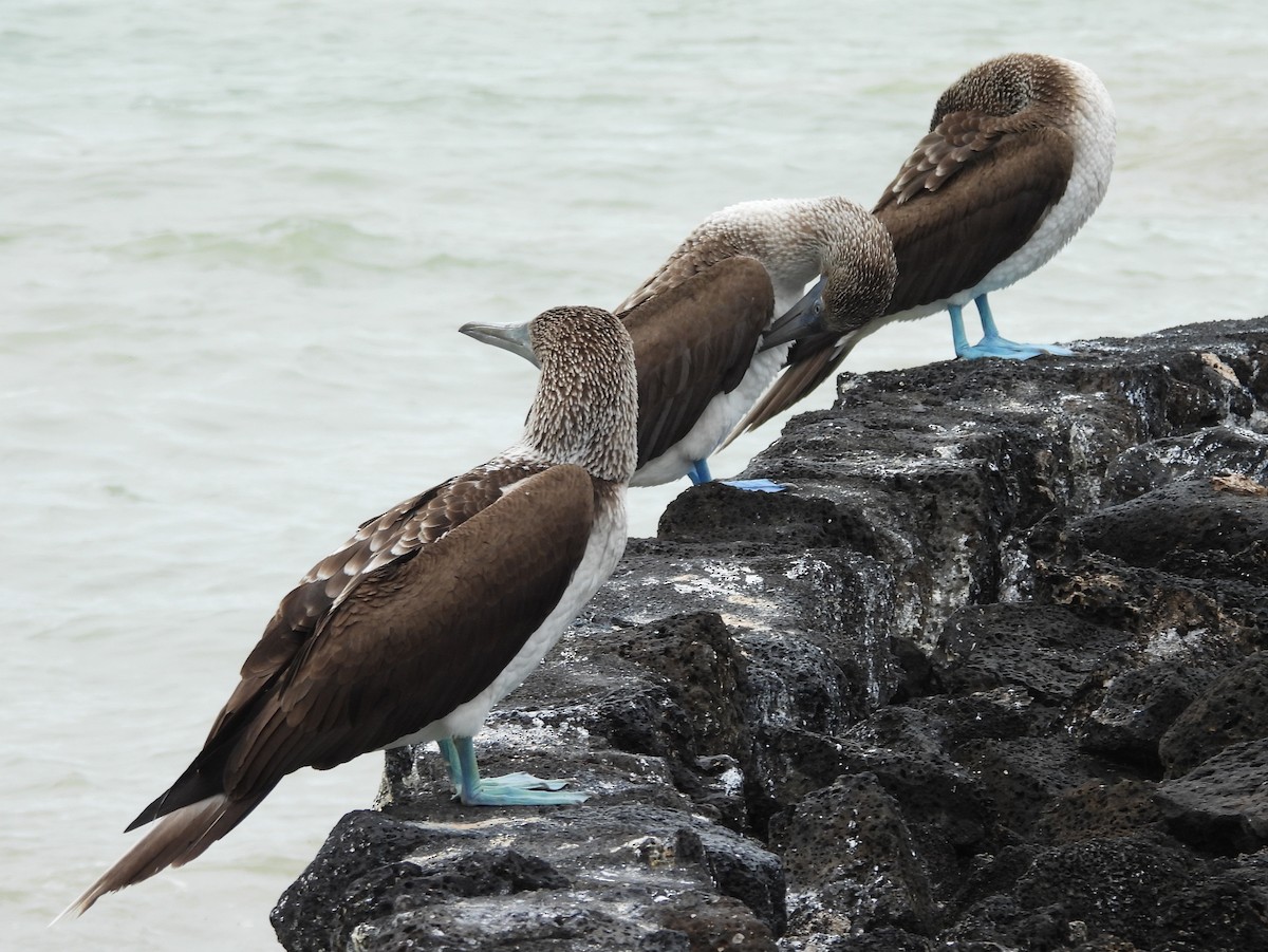 Blue-footed Booby - ML621885979