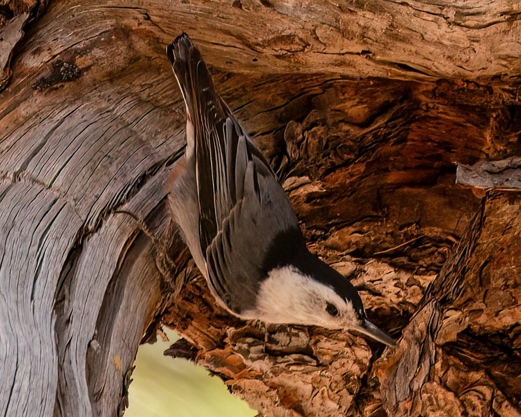White-breasted Nuthatch (Interior West) - ML621885981