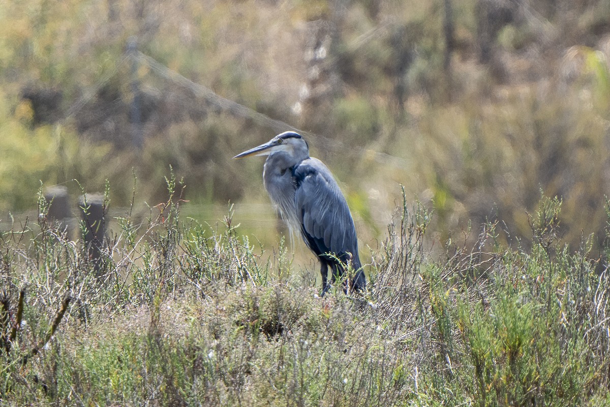 Great Blue Heron - ML621885986