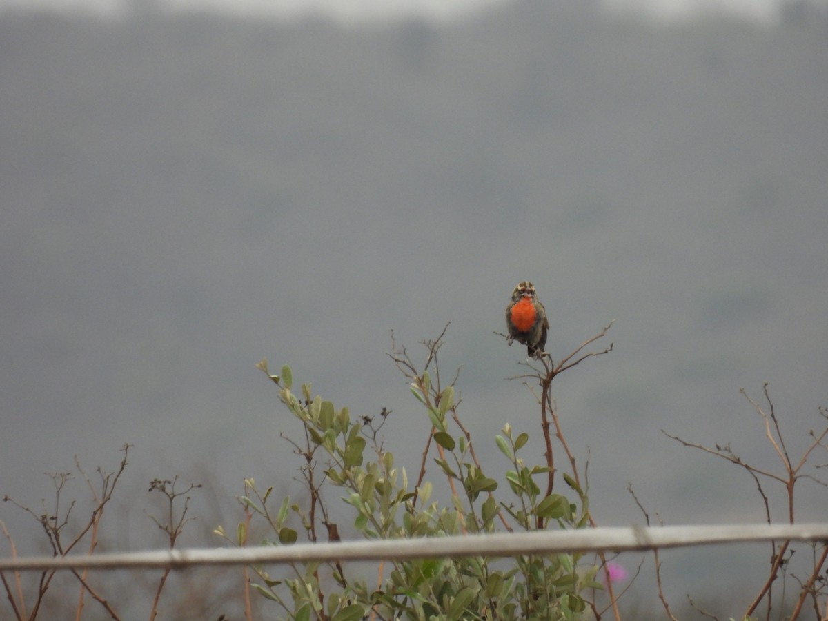 Peruvian Meadowlark - ML621885988