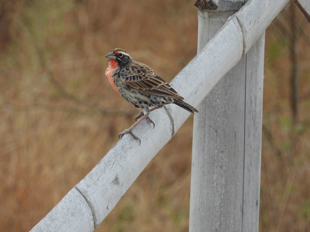 Peruvian Meadowlark - ML621885990