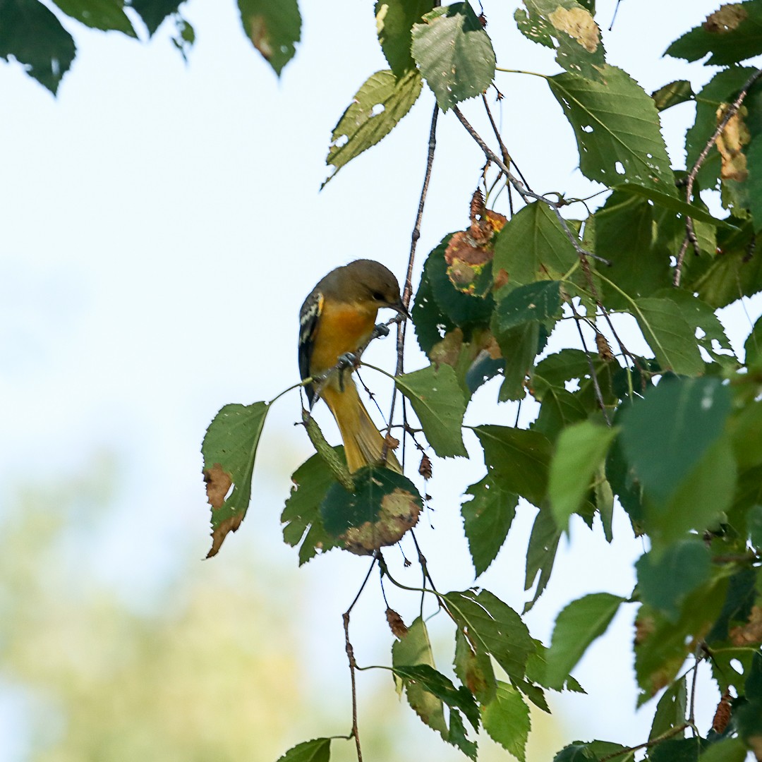 Baltimore Oriole - ML621885995