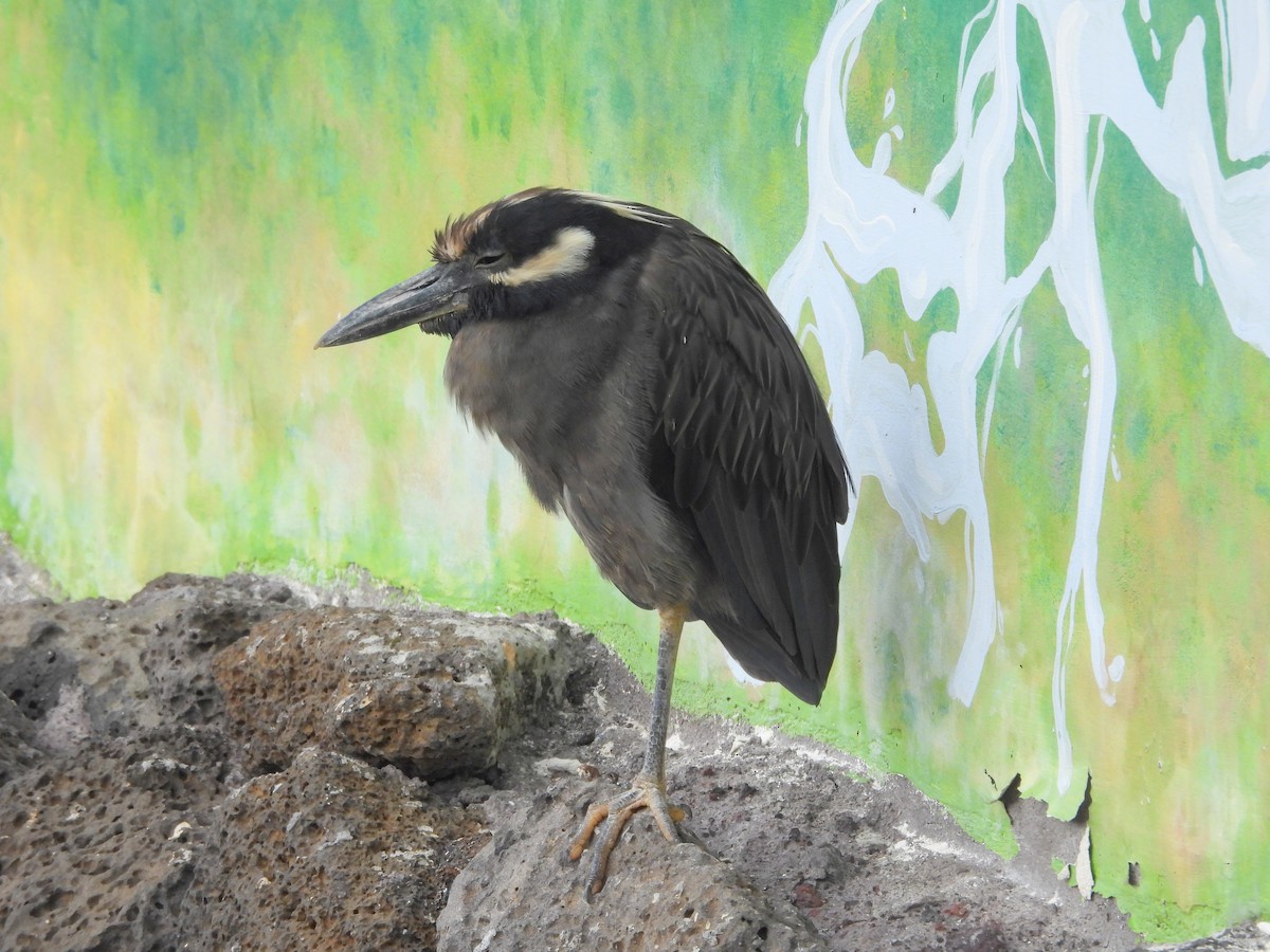 Yellow-crowned Night Heron (Galapagos) - ML621885997