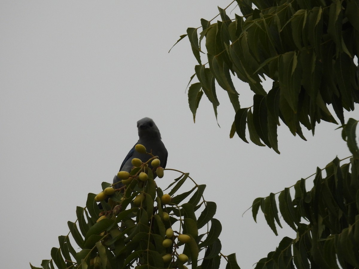 Blue-gray Tanager - ML621885998