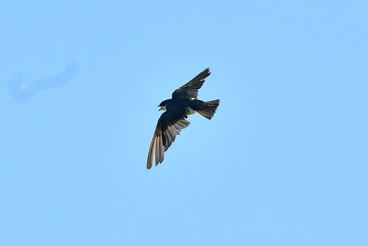 Tree Swallow - ML621886005