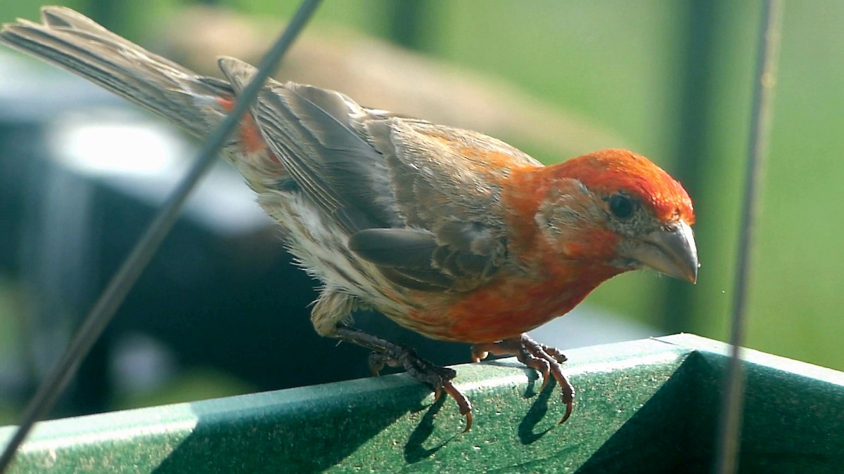 House Finch - ML621886009