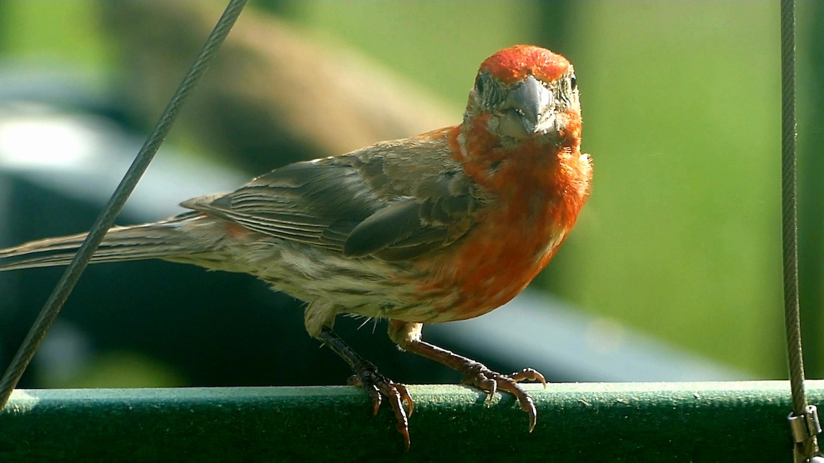 House Finch - ML621886010