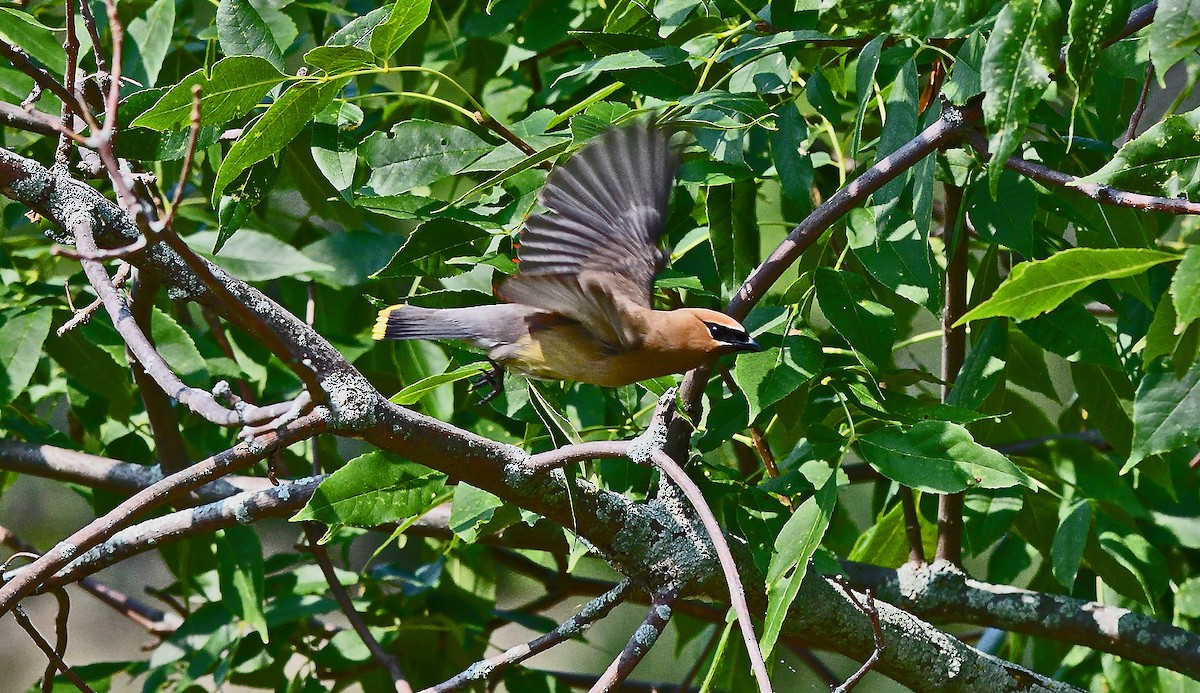 Cedar Waxwing - ML621886011