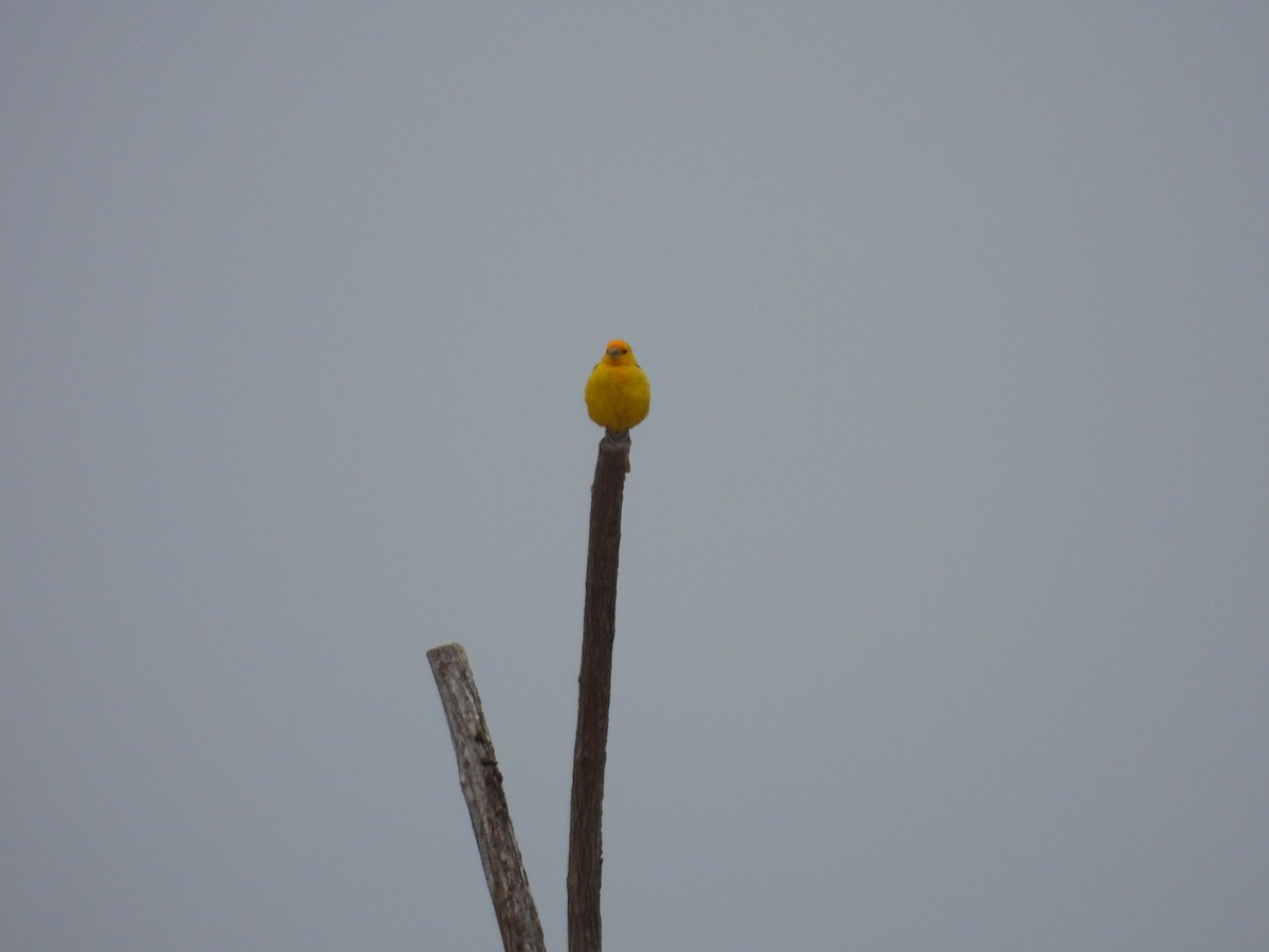 Saffron Finch - ML621886012