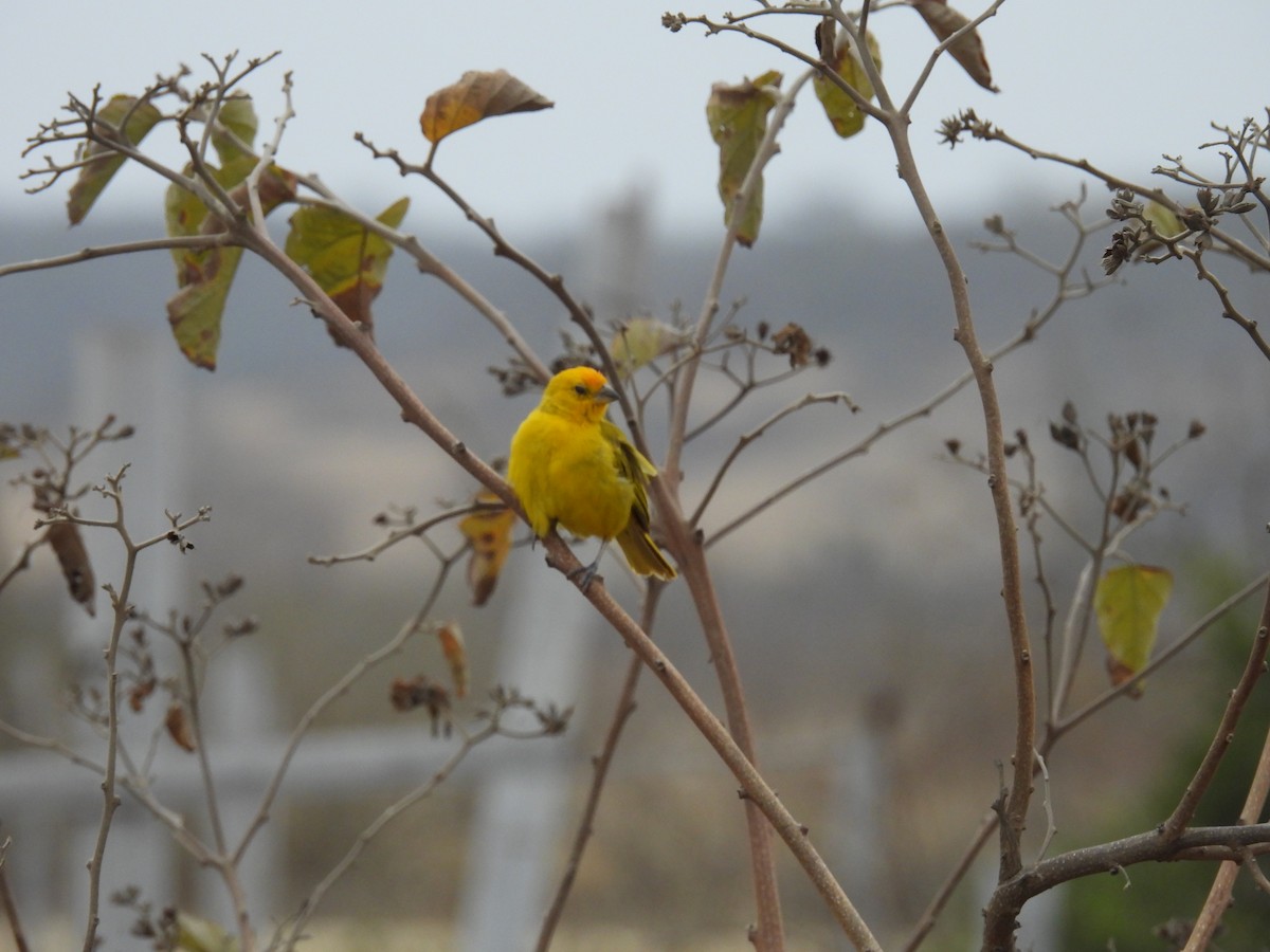 Saffron Finch - ML621886013