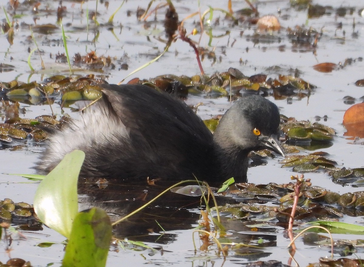 Least Grebe - ML621886014