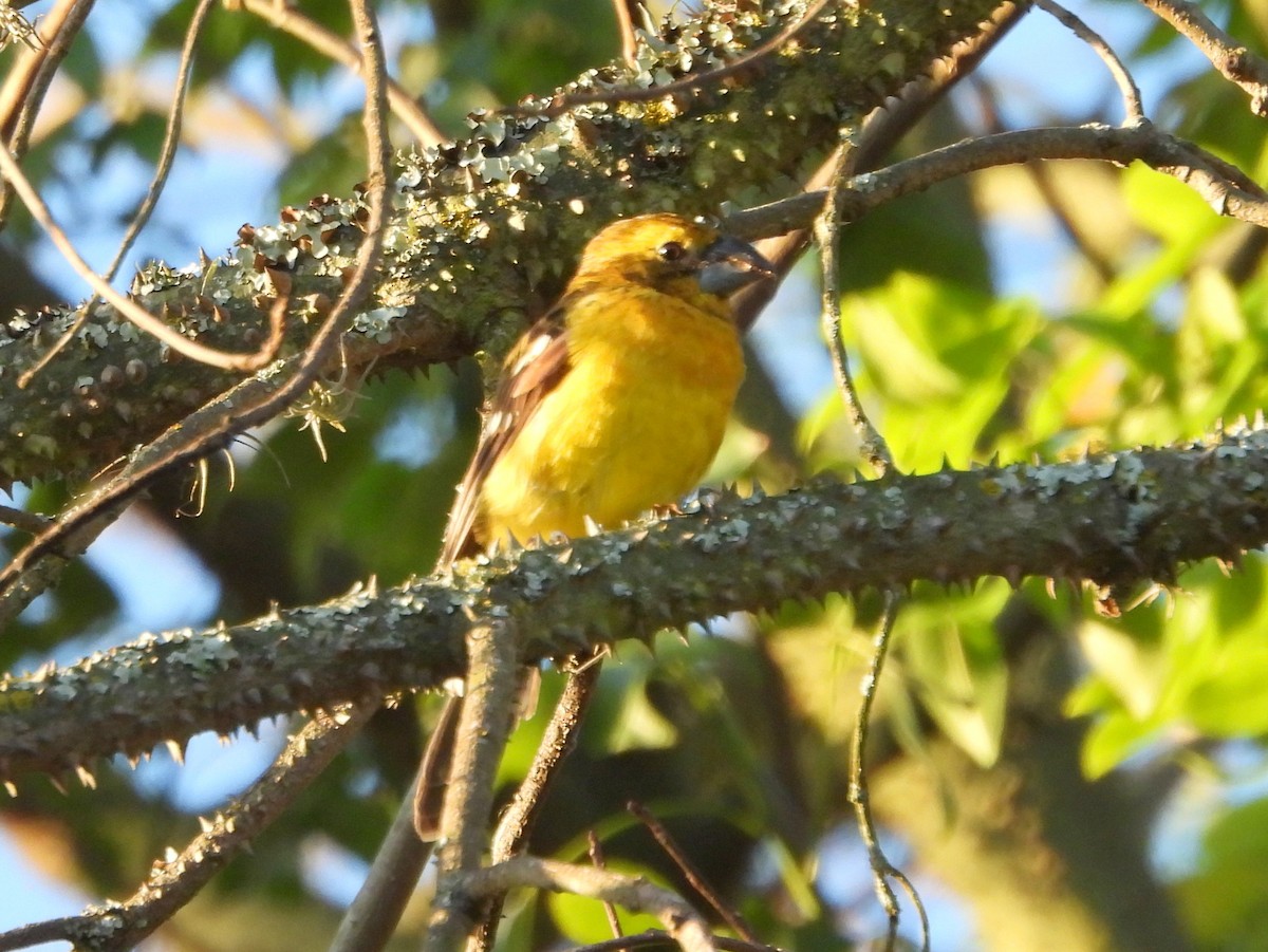 Golden Grosbeak - ML621886015