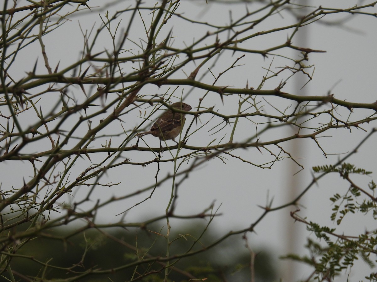 Parrot-billed Seedeater - Ivette Gomez