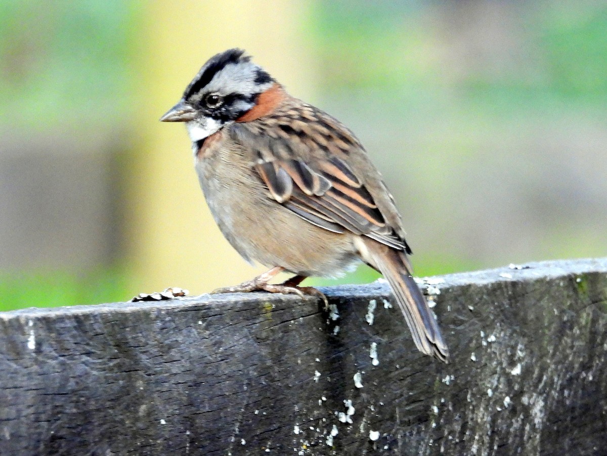 Rufous-collared Sparrow - Kevin Seymour