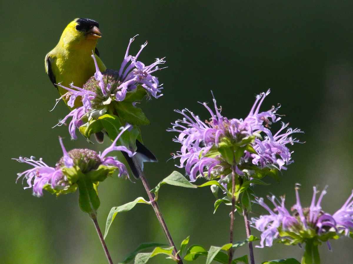 American Goldfinch - ML621886018