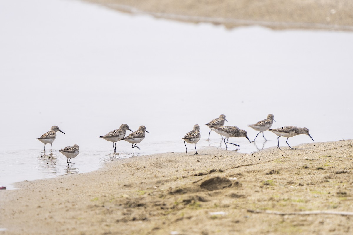 Western Sandpiper - Steven Hunter